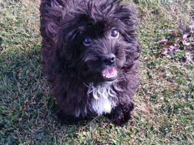 Shihpoo puppies in Kilkenny