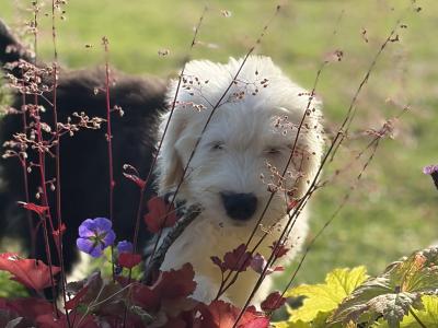 IKC Old English Sheepdog Puppies | Health-Tested Champion Bloodlines | Ready Now