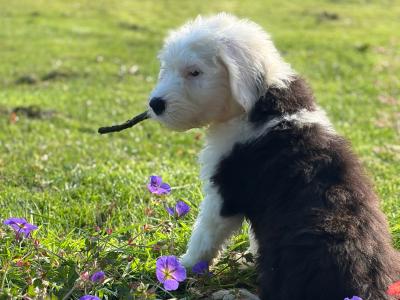 IKC Old English Sheepdog Puppies | Health-Tested Champion Bloodlines | Ready Now