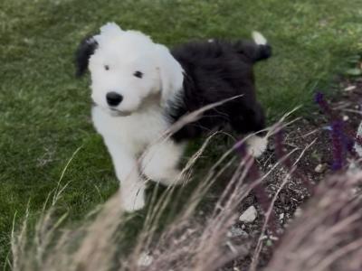IKC Old English Sheepdog Puppies | Health-Tested Champion Bloodlines | Ready Now