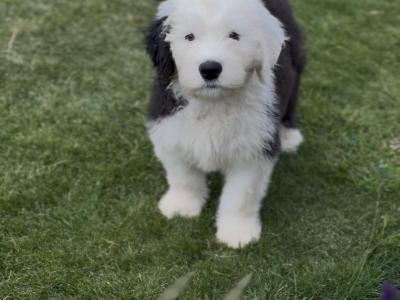 IKC Old English Sheepdog Puppies | Health-Tested Champion Bloodlines | Ready Now
