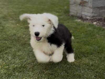 IKC Old English Sheepdog Puppies | Health-Tested Champion Bloodlines | Ready Now