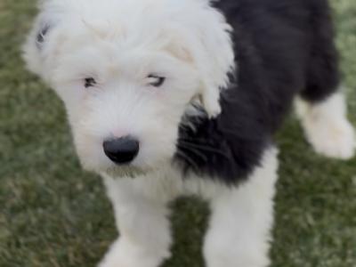 IKC Old English Sheepdog Puppies | Health-Tested Champion Bloodlines | Ready Now