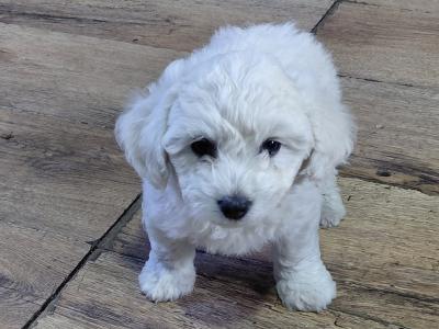 Bichon Frise puppies