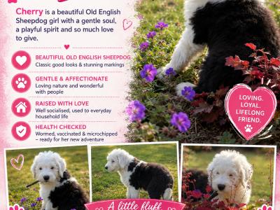 IKC Old English Sheepdog Puppies | Health-Tested Champion Bloodlines | Ready Now