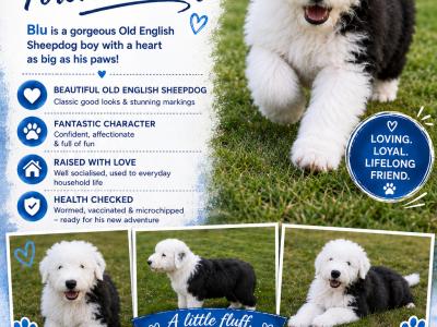IKC Old English Sheepdog Puppies | Health-Tested Champion Bloodlines | Ready Now