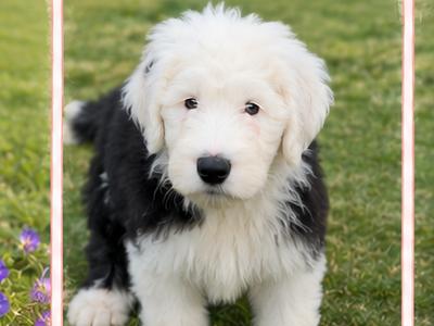 IKC Old English Sheepdog Puppies | Health-Tested Champion Bloodlines | Ready Now