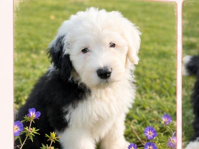 IKC Registered Old English Sheepdog puppies in Cavan | Health-Tested | Ready Now - Price On Request