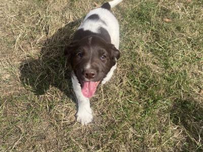 IKC Registered (Pending) English Springer Spaniel pups in Limerick