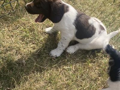IKC Registered (Pending) English Springer Spaniel pups in Limerick