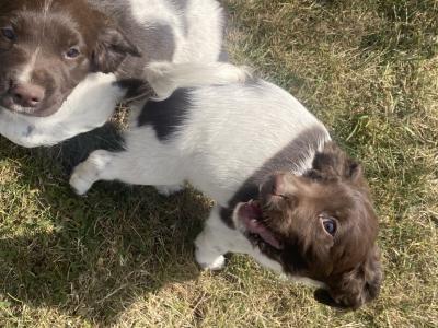 IKC Registered (Pending) English Springer Spaniel pups in Limerick
