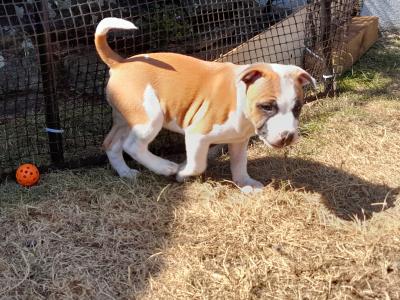 Loving & Playful Staffordshire Bull Terrier puppies looking for Their Forever homes in Wexford