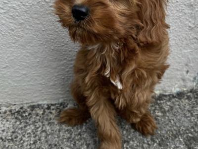 Cavapoo puppies in Cavan