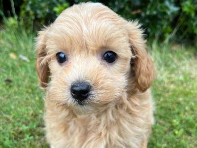 Cavapoo puppies in Cavan