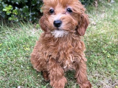 Cavapoo puppies in Cavan