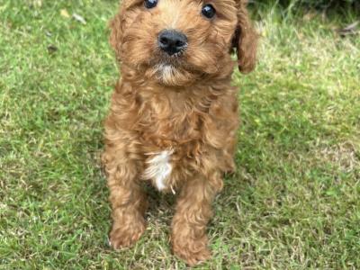 Cavapoo puppies in Cavan