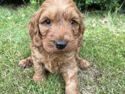 Cavapoo puppies in Cavan