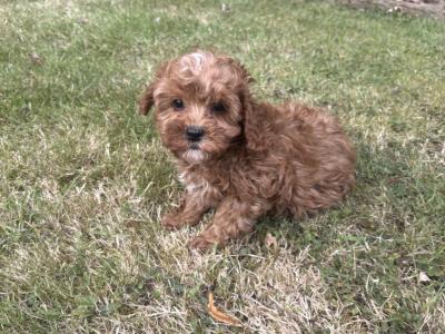 Cavapoo puppies in Cavan