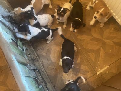 Jack Russell puppies in Kerry