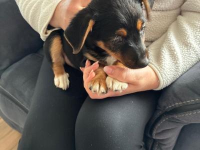 Jack Russell pups in Mayo