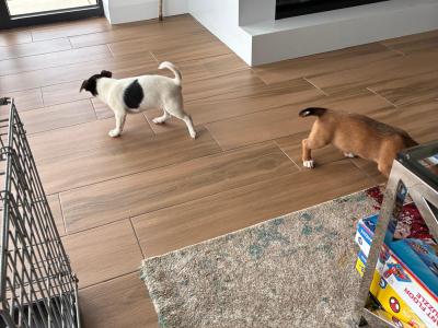 Jack Russell pups in Mayo