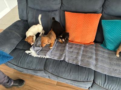 Jack Russell pups in Mayo