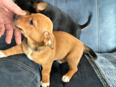 Jack Russell pups in Mayo