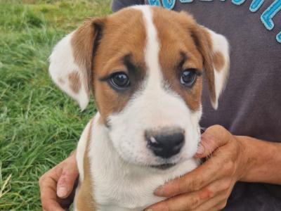 Boxer x Collie pups in Galway