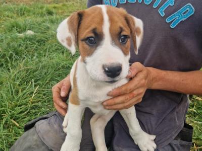 Boxer x Border Collie puppies in Galway
