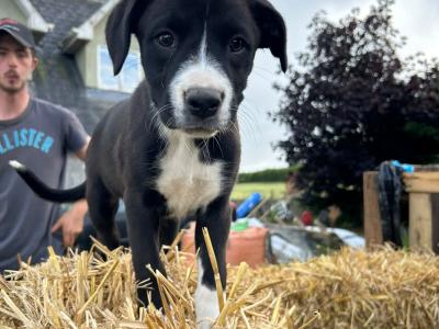 Boxer x Collie pups in Galway