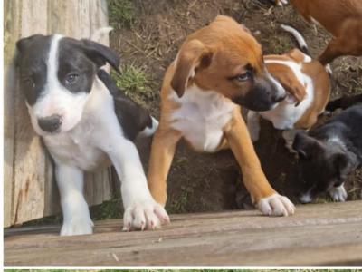 2 females left - Boxer x Border Collie puppies in Galway