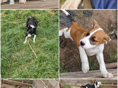 Boxer x Collie pups in Galway