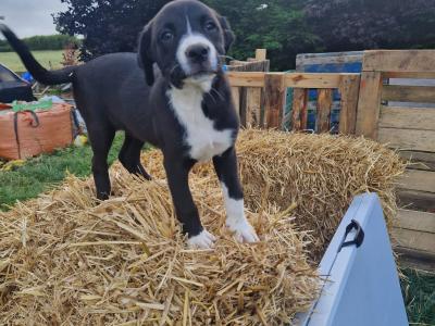 Boxer x Collie pups in Galway