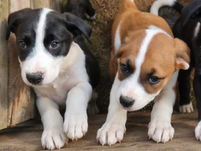 2 females left - Boxer x Border Collie puppies in Galway