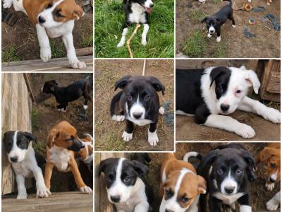 Boxer x Collie pups in Galway