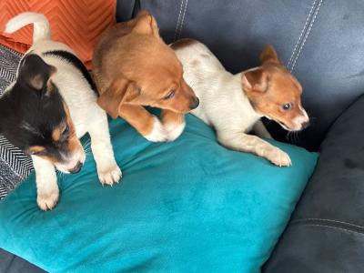 Jack Russell pups in Mayo