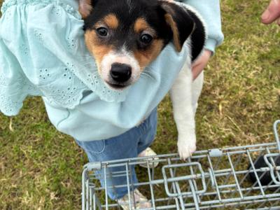 Jack Russell pups in Mayo