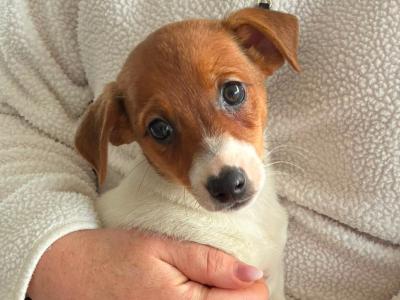 Jack Russell pups in Mayo