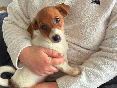 Jack Russell puppies in Mayo