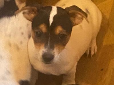 Jack Russell puppies in Kerry