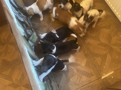 Jack Russell puppies in Kerry