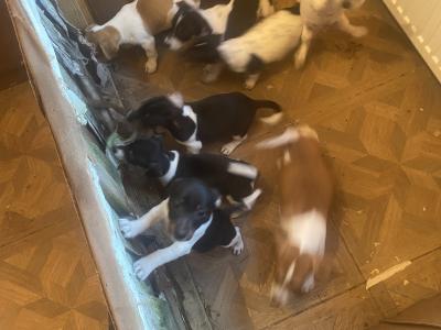 Jack Russell puppies in Kerry