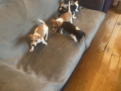 Jack Russell puppies in Kerry