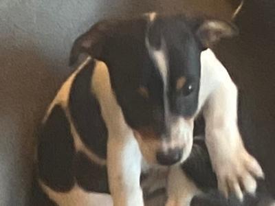 Jack Russell puppies in Kerry