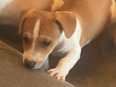 Jack Russell puppies in Kerry
