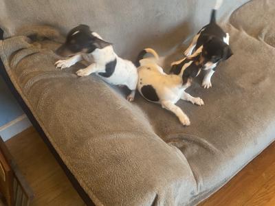 Jack Russell puppies in Kerry