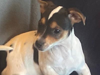 Jack Russell puppies in Kerry