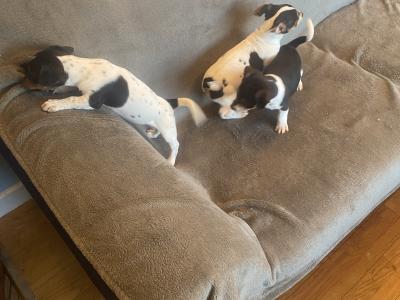 Jack Russell puppies in Kerry