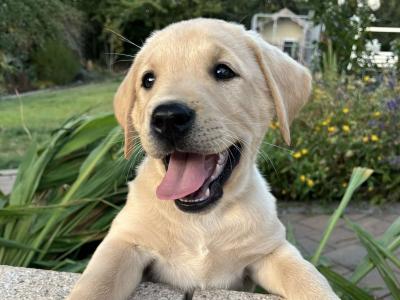Labrador puppies for sale