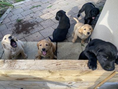 Labrador puppies for sale